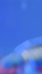 Pelet Evo Blue by Baba Channa Evolution Blue Pulchra Auranti Stewarti Andrao