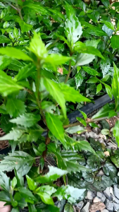 หญ้าหนวดแมว สมุนไพรไทย กระถาง 4 นิ้ว สมุนไพร หนวดแมว สมุนไพรหนวดแมว - Lazada