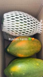 มะละกอเรดเลดี้สุกได้มาตรฐานGAP 3กิโลกรัมรวมกล่อง บรรจุมะละกอ 3-4ผล