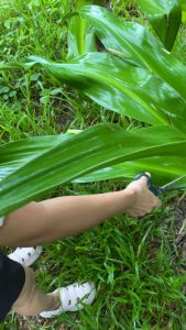 ใบพลับพลึงใหญ่ ต้นใหญ่ ใบใหญ่ ตัดสดๆ
