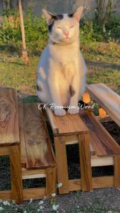 2ชั้นวางของ แบบขั้นบันได โล่ง ขนาด20*70ซม. ไม้สักทอง