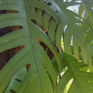 Daun Ekor Naga Segar 500 Gram: Manfaat & Cara Penggunaan