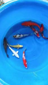 Japan koi import 20-23cm 8pcs OFFER COMBO at RM4999 only + shipping 3 boxes RM180 ( Ginrin Chagoi Showa Yamabuki Ogon Kohaku White Platinum Shiro Utsuri Benigoi )