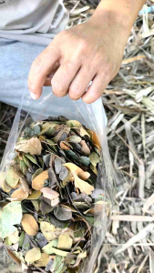 ใบก้ามปู แห้ง พร้อมจัดส่ง