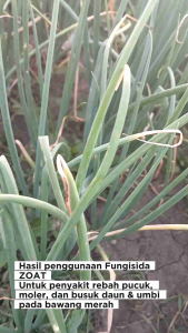 BAKTERISIDA + FUNGISIDA ZOAT 54/32 WP KEMASAN 100 GRAM | PEMBASMI JAMUR TANAMAN