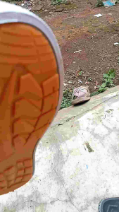 Sepatu Awet dan Termurah: Sepatu Sekolah Kanvas Pria & Wanita