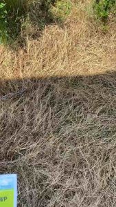 Thuốc trừ cỏ TOT trừ cỏ chác lác lá rộng gói 25gr