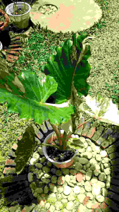 ้ต้นโปโตร่า โปโตร่าด่าง อโลคาเซียโปโตร่าด่าง Alocasia Portora Variegated (สูง20-30ซม.)