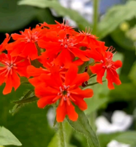 (KEMASAN PREMIUM) BIJI | BENIH BUNGA LYCHNIS CHALCEDONICA ( isi -+1.000 butir)