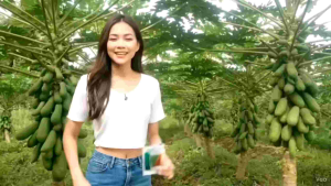 Bibit Pepaya California PKHT IPB 9