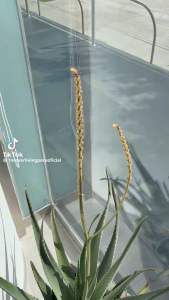 Nước Uống Aloe Berry Nectar 034flp cho hệ tiêu hóa khỏe mạnh