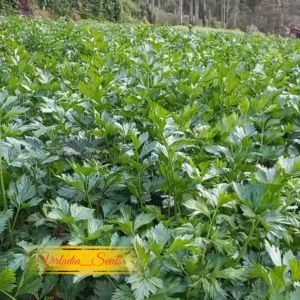[Virladia Seeds] Biji Benih tanaman Seledri | Leaf Celery