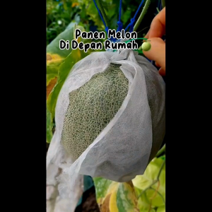 10 BUTIR BIJI/BENIH MELON MADU DAGING HIJAU (REPACK)