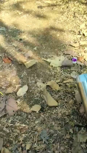 Mengenal Knalpot Standar Racing Aerox Nmax Pcx Adv Xmax Vario Original Papalova Bass Adem