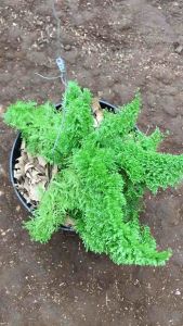 Tanaman Hias Pakis Embun Bibit Pohon Daun Gantung Unik