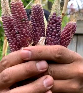 5 BUTIR BIJI/BENIH JAGUNG STRAWBERRY POPCORN