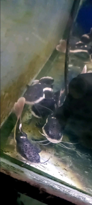 Hiasan air RTC size 8-10 cm