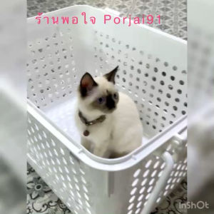 ตะกร้า ตะกร้าหูหิ้วฝาปิด ตะกร้าปิคนิค Sahachai #2550