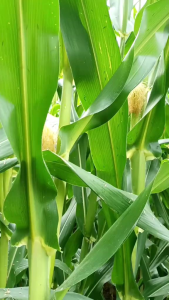 Benih Jagung Manis OP Unggul Baruna 250 gr Isi Sekitar1.700 biji benih Produk Unggulan Garuda Seed