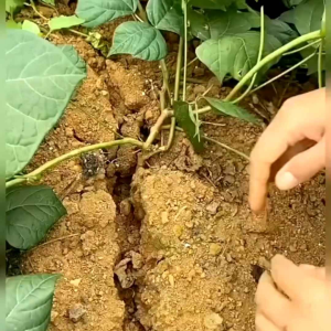 BENIH BENGKOANG (KEMASAN ORIGINAL)