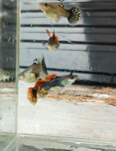 Red Ivory Short Body Guppy 1 Pair