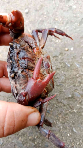 แม่พันธุ์ปูนาตัวใหญ่ แข็งแรง พร้อมวางไข่