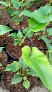 Anthurium Corong: Desain Taman Rumah & Tanaman Hias Interior