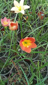 Pink Rain Lily bulb plant - 3 pcs for 100