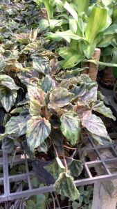 4 นิ้ว ต้นหน้าย่น หน้าย่นใบด่าง Pink Lady พิงค์เลดี้ หน้าย่นสายพันธุ์ใหม่ ต้นพิงค์เลดี้