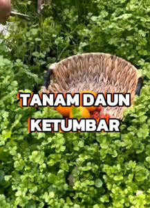 (KEMASAN PREMIUM) BIJI/BENIH TANAMAN CORIANDER | KETUMBAR (isi ratusan butir)