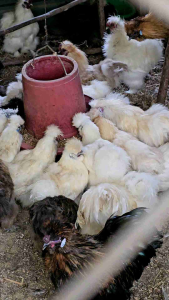 ขนมการเชื้อชิลกี้ 6 ช่อง ชุดฟอง สอบลูกเจี๊ยบ ไข่เชื้อชิลกี้ 6 ฟอง สอบถามลูกเจี๊ยบได้