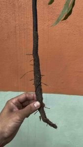 Sâm một rễ đã ủ kích mầm (1 củ giống)