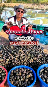 ต้นตำรับ หอยขมยักษ์รัตนะ ไซส์ 1 ปี (6 แถม 1 ตัว) สายพันธุ์แท้ 100% จากสวนเกษตรนานาพันธุ์