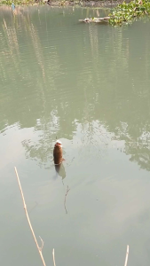 Soft Frog Mini 3.5 Cm ASTA Lure