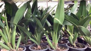 เศรษฐี เป๋าตู้ ต้น เป๋าตู้ ต้นแก้มป่อง ก้ามป่อง ก้านป่อง เศรษฐีก้านป่อง แก้มป่อง ฟิโลแก้มป่อง ฟิโลก้านป่อง ขนาดเส้นกระถาง 8 นิ้ว