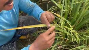 เคลียร์แบค ส่งฟรี กำจัดโรคพืชที่เกิดจากเชื้อราและแบคที่เรีย 500 สมุนไว เพื่อใช้บนการปรับเติมการตัดสินใจ 20-25 ซีซี