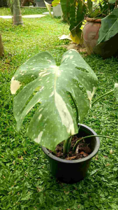 ต้นมอนสเตอร่าไทคอน  Monstera Thaicon กระถาง 8 นิ้ว