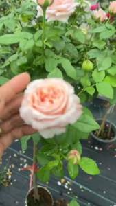 กุหลาบ-ทรีโรสแองจี้โรแมนติก้า Tree Rose Angie Romantica ดอกใหญ่ กลิ่นหอมแรง บานทน
