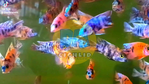 ob peacock cichlid