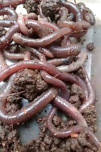 CACING KALUNG KEBO PREMIUM HASIL BUDIDAYA 100–500Gr