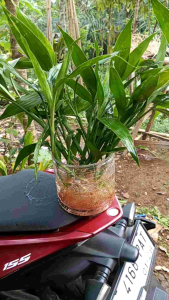 Bambu hoki berakar perpohon siap tanam diair atau media tanah bambu rejeki bambu kole asli tanaman hias