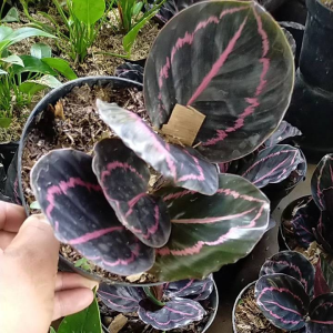Calathea Black Lipstik Murah 5-7 Daun Bisa COD Ukuran Remaja