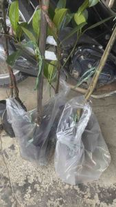 ต้นมะม่วงเบาแท้แบบทาบกิ่ง