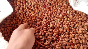 Buah laos atau buah laza 100 gram