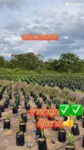 ต้นปาล์มน้ำมันยังกัมบิ3เดือนมีใบรับรองสายพันธุ์รับประกันทุกต้นคุณภาพดีสายพันธุ์มาเลเซียการันตีแข็งแรง💯ฝ