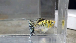 Pikachu Balloon Molly Fish(Male) 短身气球茉莉鱼(公)❗️(Not random fish)❗️Fish same as order❗️41