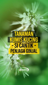 Kapsul Extrak Kumis Kucing Ori. Berkhasiat Mengobati Kencing Batu..Batu ginjal. Melancarkan Buang Air Kecil. Kemasan botol isi 60 kapsul