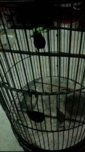 Pakan Burung Kolibri POWER NEKTAR Hijau