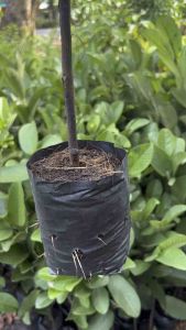 ฝรั่งแป้นไส้แดง (ฝรั่งไส้แดง)