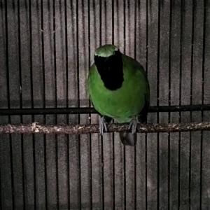 Voer Aroma Jangkrik. Pur Kicau Makanan Burung Peliharaan.